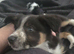 Border collie puppy for rehome