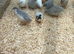 Chinese painted button quail