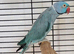 Semi Tame Blue Male Indian Ringneck Talking Parrot