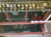 Jumbo quail eggs