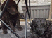 F1B Rare black standard Goldendoodle puppies in North Wales