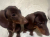 Stunning dachshund boys