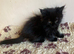 Half Maine Coon Kittens