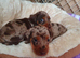 2 mini dachshund girls READY NOW