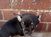 Chihuahua puppies