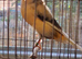 Yorkshire canary for new home