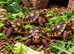TORTOISES