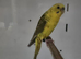 Hen yellow cinnamon black wing