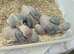 baby mutation ringneck&rsquo;s