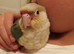 Silly tame 12 weeks old conure
