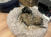 Mobile Pet Microchipping