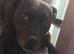 Staffie