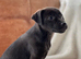 Patterdale x Lakeland terrier pups 1 girl left