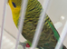 Opaline Blackwing cock ring number 005 RED RING 2024 bred