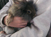 2 lionheads