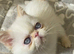 Super GCCF Registered Kittens - £950