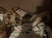 Dapple miniature dachshund female