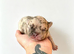 4 female french bulldogs puppies