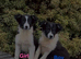 Beautiful Border Collie Puppies