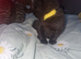 5 beautiful kittens READY NOW