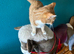 Beautiful white cat and ginger cat for rehoming