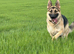 German shepherd