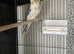Handsome Adult Male Cockatiel (Pied Mutation) – Proven Breeder