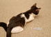 Gorgeous kittens 3 male 1 female