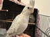 SWEET BABY COCKATIEL