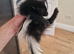 Skunk kit female very tame