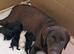 Labrador Puppies