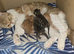 BENGAL X SELKIRK REX BOYS