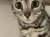 Beautiful bengal girl needs a home asap