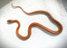Corn Snake babies