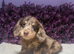 Beautiful Miniature Dachshund Puppies Ready Now