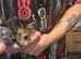 Maine coon Cross kitten
