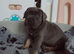 Health tested, quailty cane corso