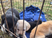 5 chunky little labrador pups. Northern ireland, co.down