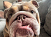 Pig - English Bulldog