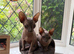 Two Sphynx Boys Looking for Their Forever Home
