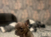 4 male French bulldogs