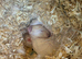 Mini lop