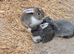 Rabbits for sale