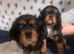 Stunning cavalier King Charles puppy