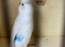 Female budgie