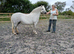 7yr old Welsh section A mare