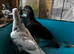 Mixed pigeons for sale