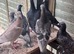 Colour Racer Chicks