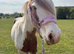 14hh cob gelding