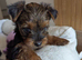 Yorkshire Terrier Puppies